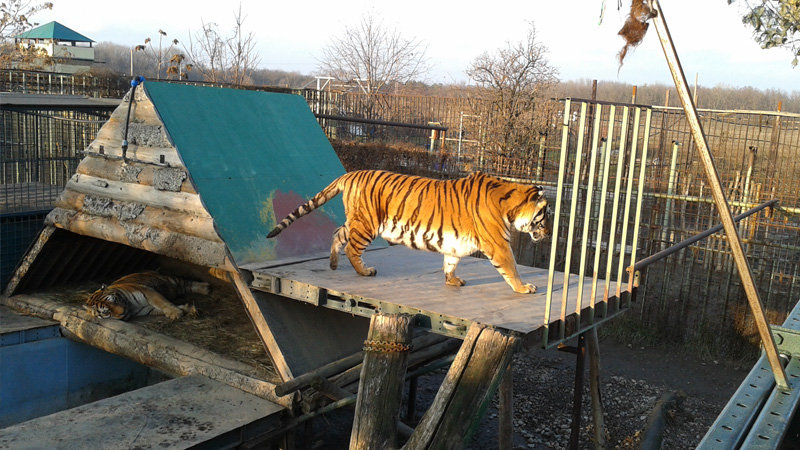 12-oaza-sibirskeho-tigra