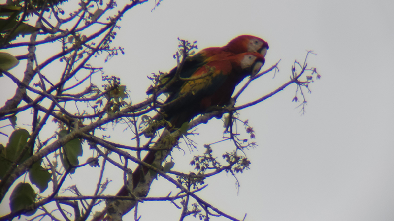 macao-papagaj-corcovado