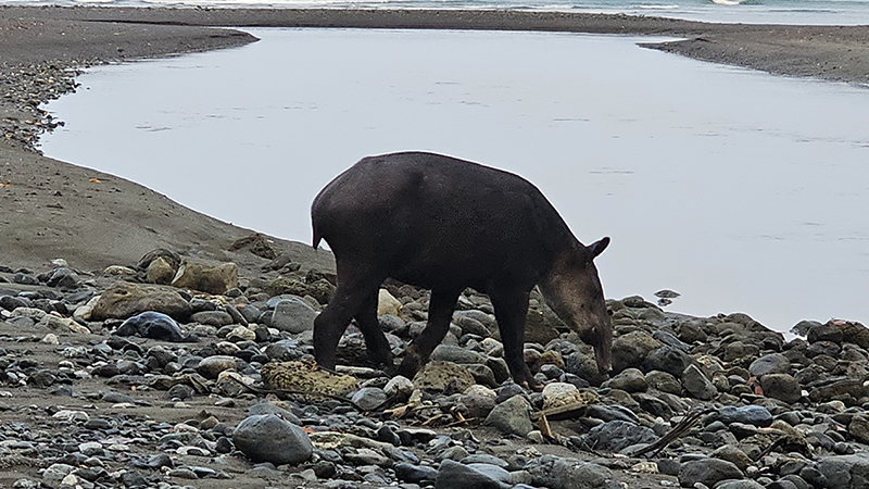 tapir-corcovado-national-park