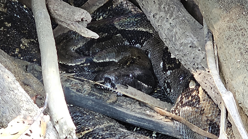 velhad-kralovsky-boa-corcovado