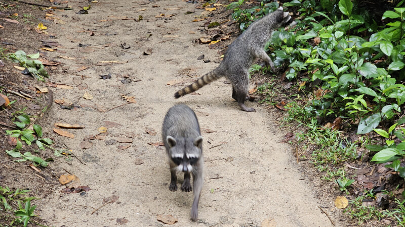 narodni-park-dovolena-kostarika-letenky-ubytovani-doprava