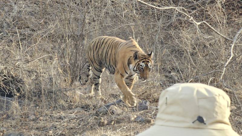 4-safari-Ranthambore