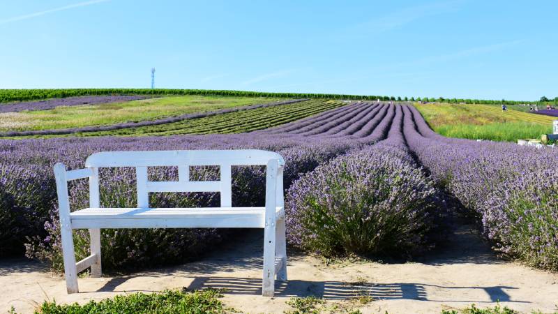 levandule-starovicky-co-videt-jizni-morava