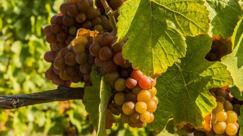 palava-co-videt-jizni-morava