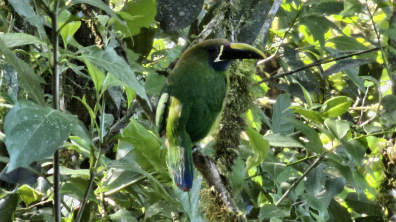 10-monteverde-cloud-forest-biological-preserve-2