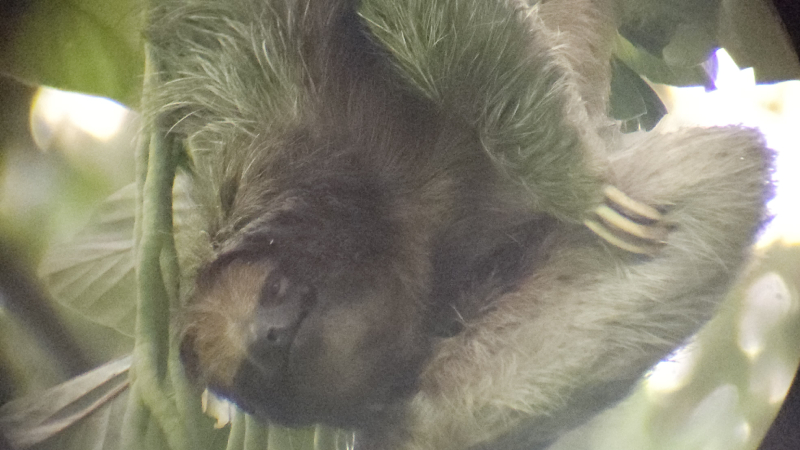 11-Sloth-sanctuary-lenochod-kostarika-2