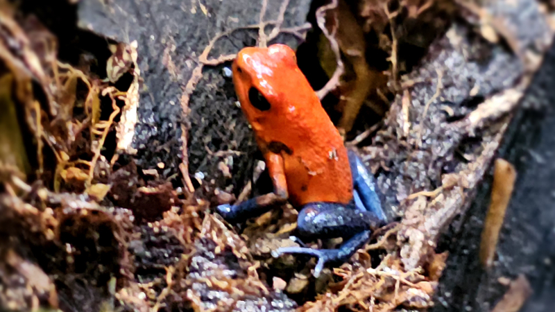 11-Sloth-sanctuary-zaba-barevna-kostarika-2