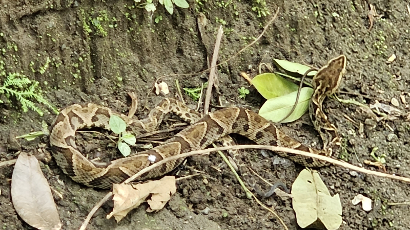 3-had-fer-de-lance-zmije-parque-nacional-volcano-arenal