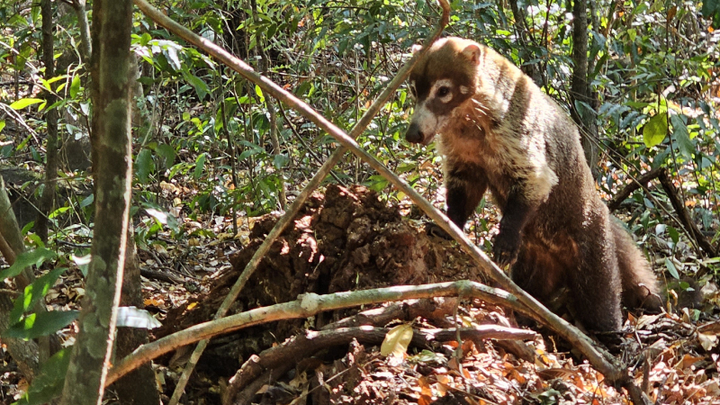 9-b-rincon-de-la-vieja-kostarika