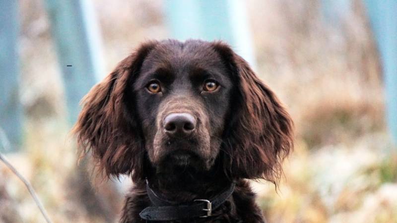 cestovani-se-psem--prakticke-rady--tipy-a-triky-pro-pohodovou-dovolenou