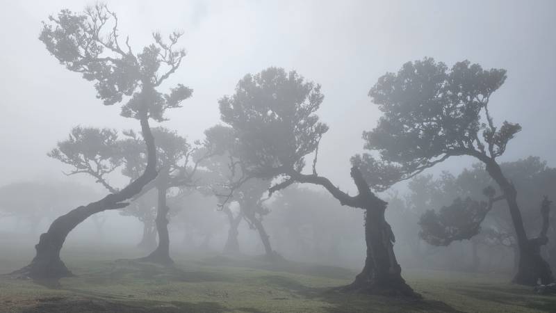 10-Fanal-Forestry-Station-madeira