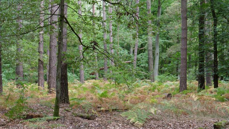 bouzovske-lesy-20-originalnich-tipu-na-vylet-olomouc-a-okoli