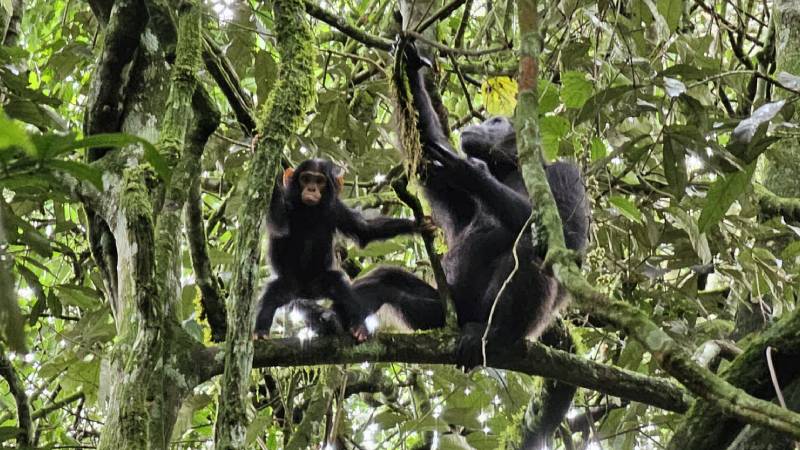 uganda-kibale-national-park-simpanz