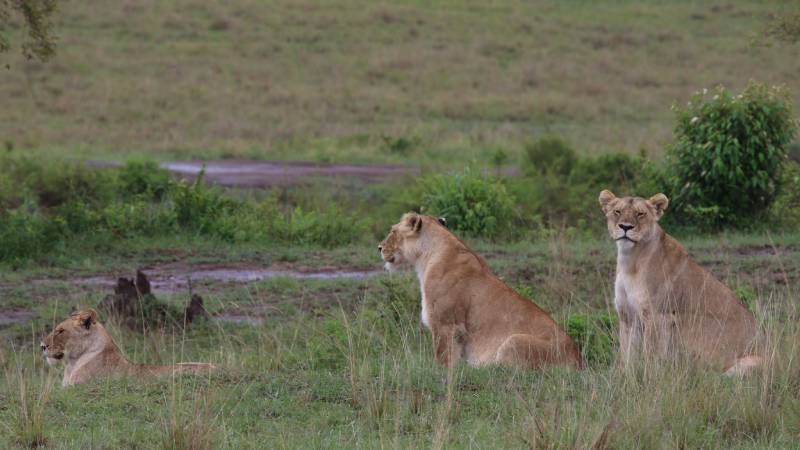 0-kena-safari-Masai-Mara-uvodni (1)