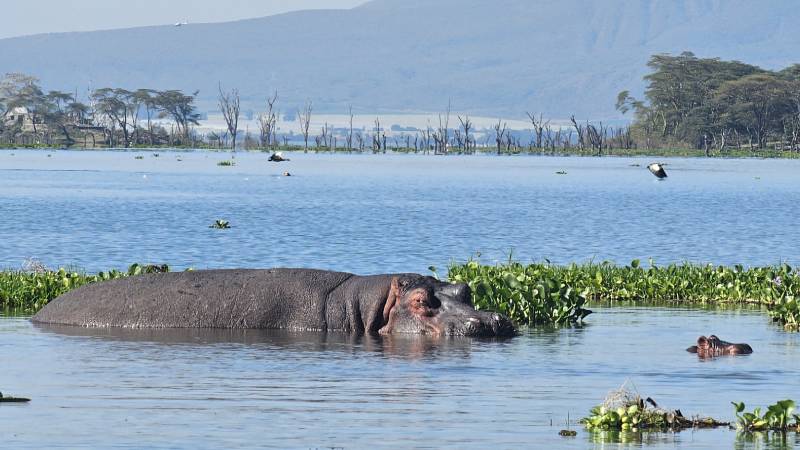 1-kena-Lake-Naivasha