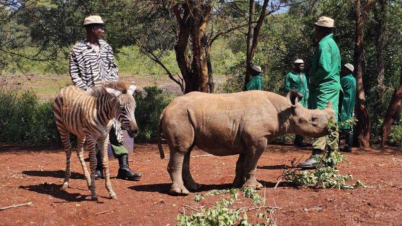 10-kena-David-Sheldrick-Elephant-Orphanage-2
