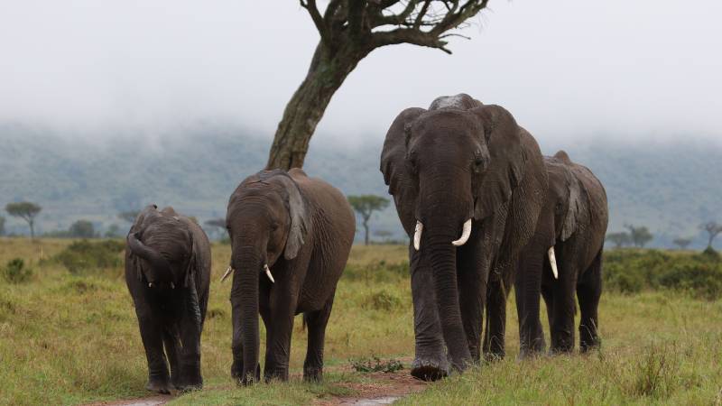 4-kena-safari-Masai-Mara