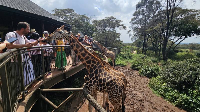 6-kena-nairobi-giraffe-centrum