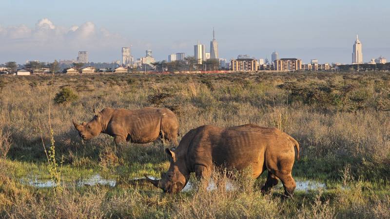 9-kena-Nairobi-National-Park